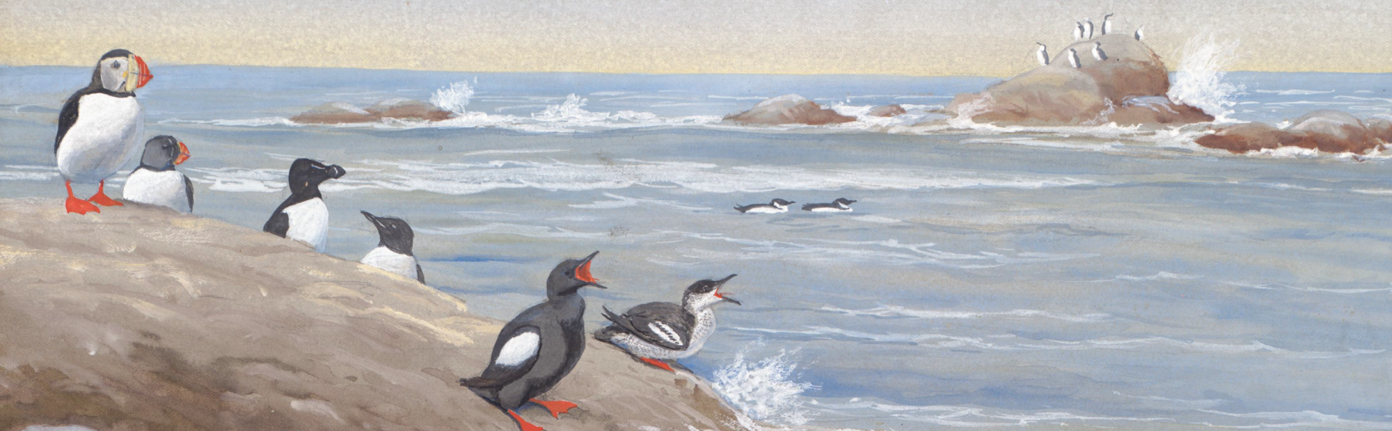 Plate 3: Black Guillemot, Puffin, Razor-billed Auk, Dovekie, Brunnich's Murre, Paintings from: Birds of Massachusetts and other New England states, 1921-1929