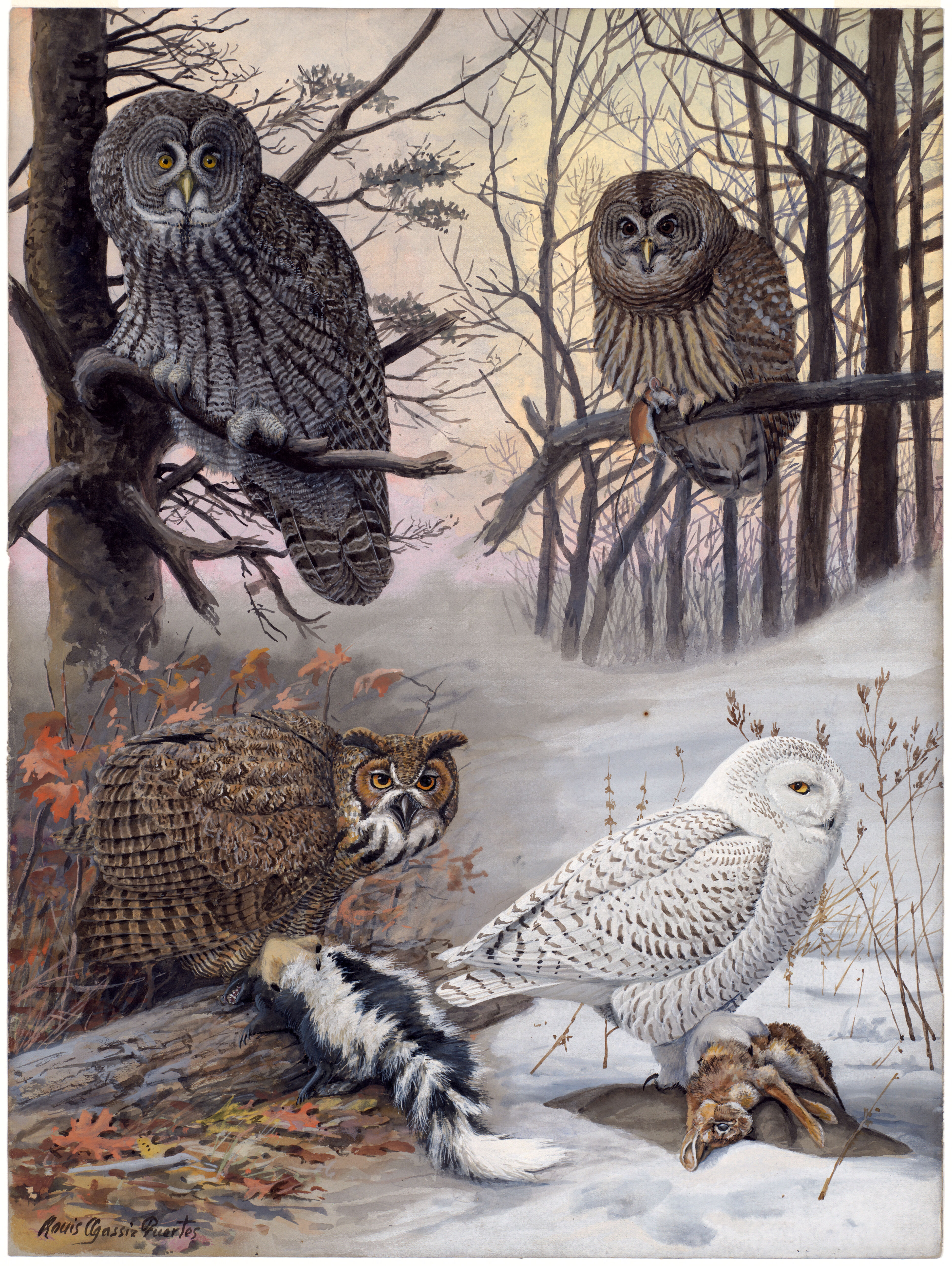 Plate 46: Great Gray Owl, Barred Owl, Great Horned Owl, Snowy Owl