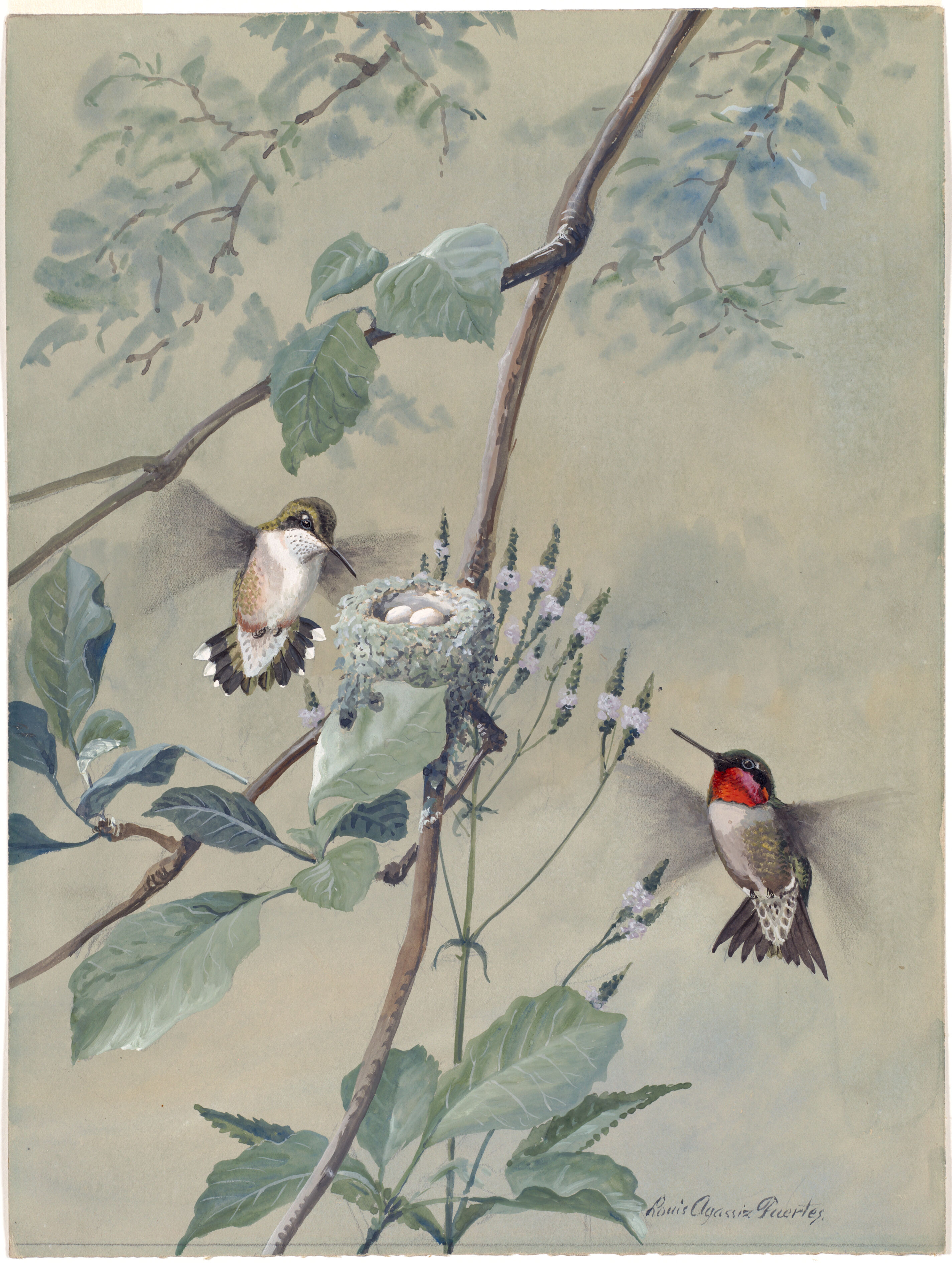 Plate 54: Ruby-throated Hummingbird
