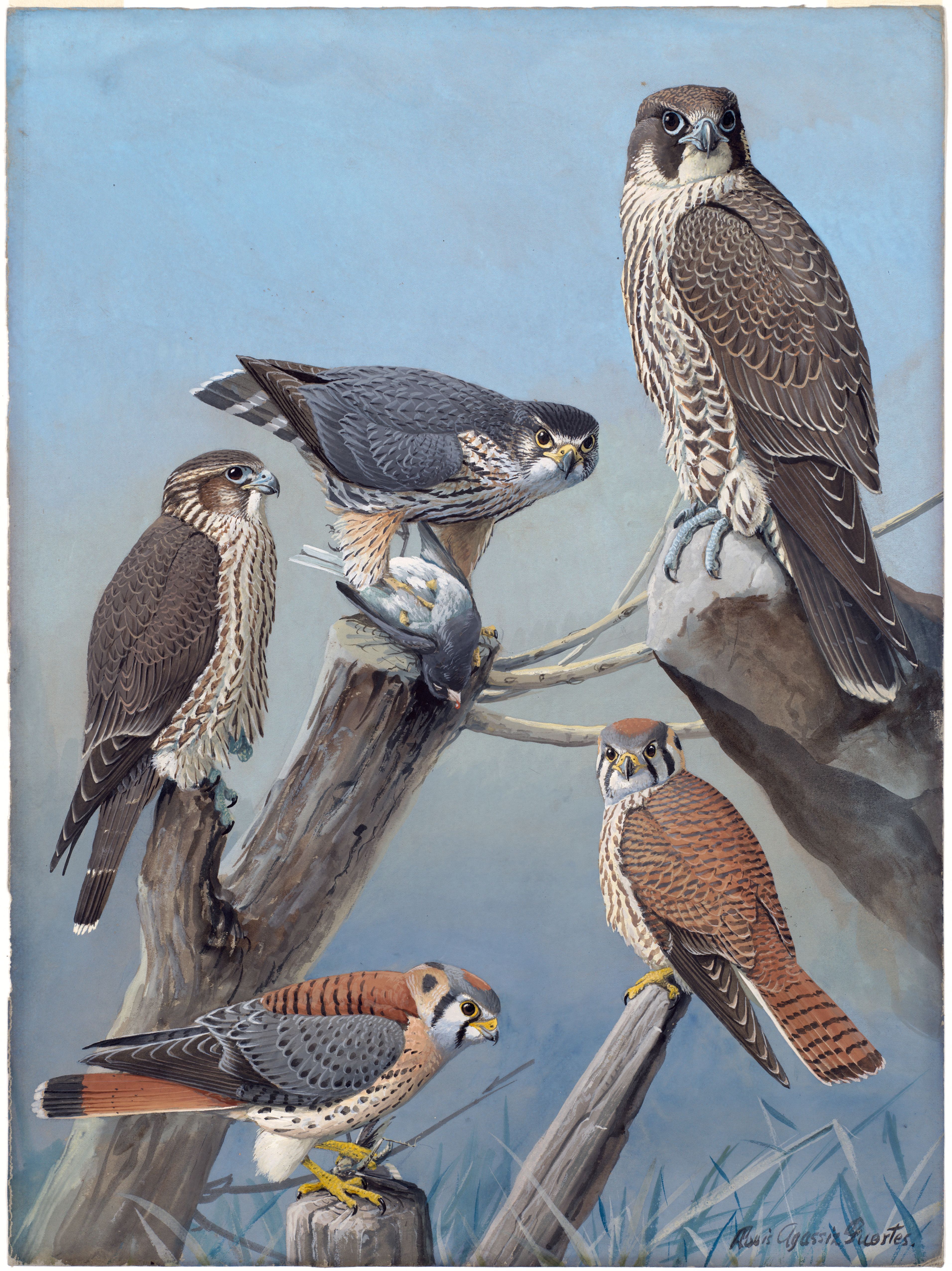 Plate 44: Pigeon Hawk, Duck Hawk, Sparrow Hawk