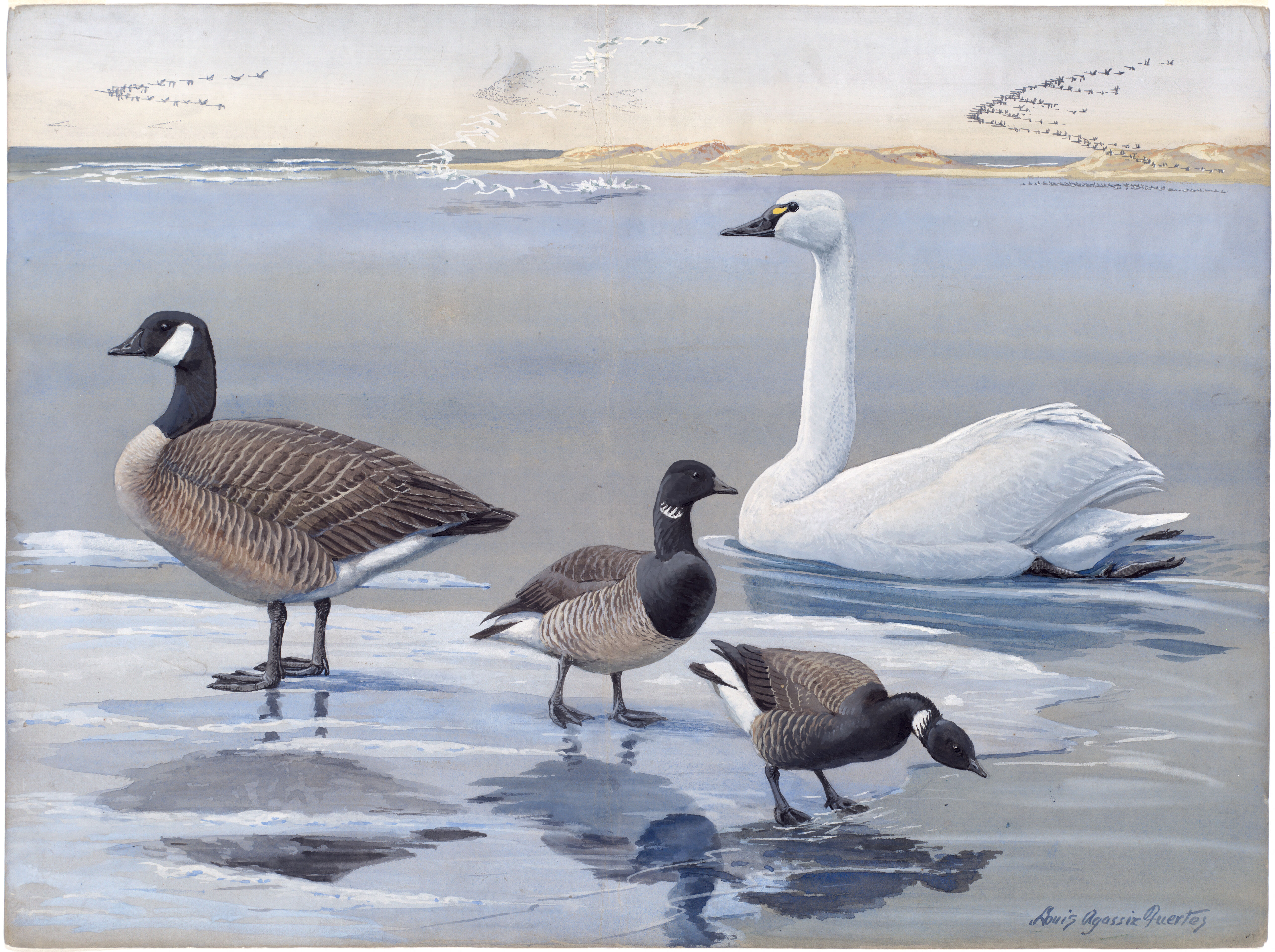 Plate 20: Whistling Swan, Canada Goose, Brant, Black Brant