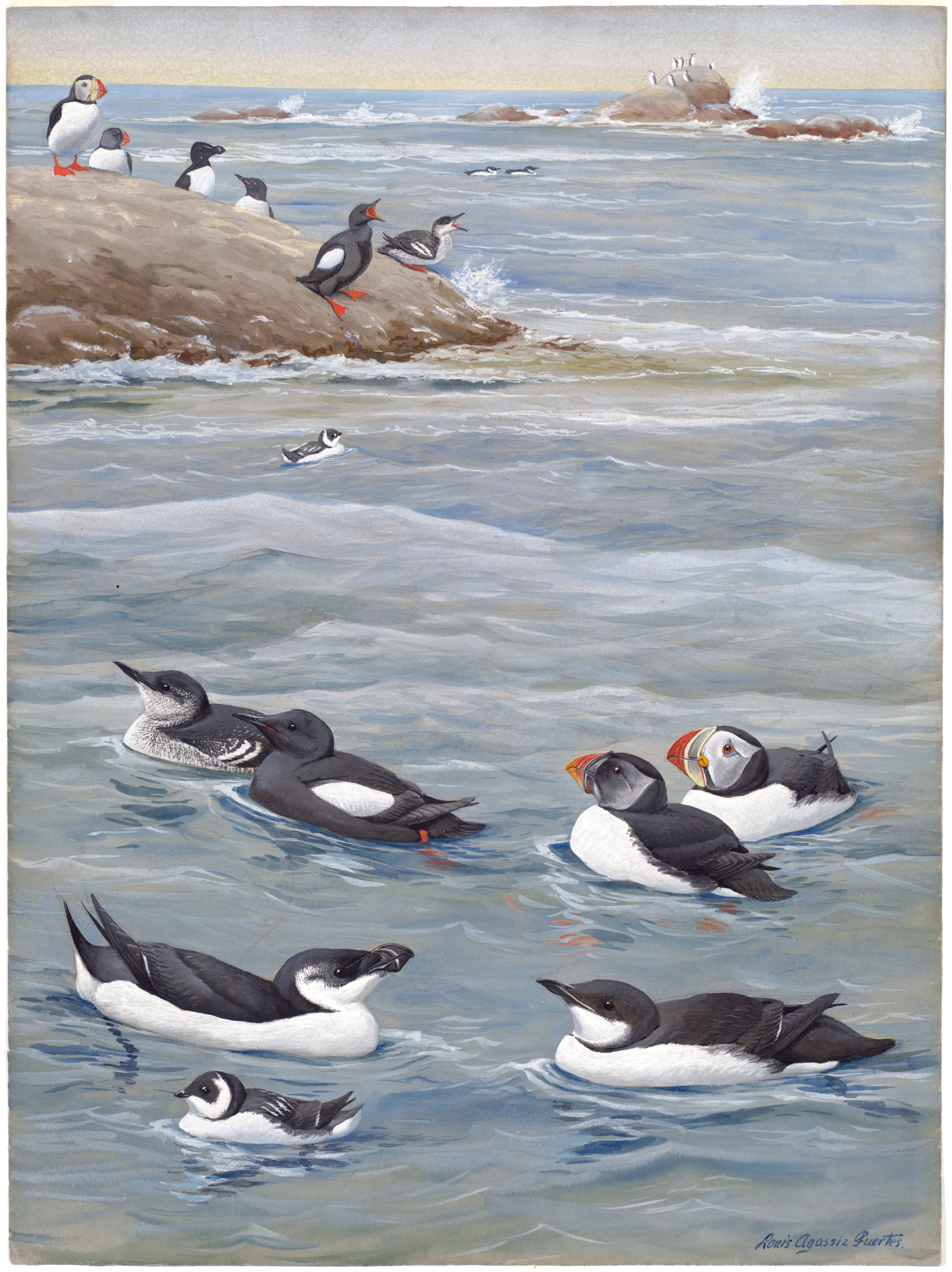 Plate 3: Black Guillemot, Puffin, Razor-billed Auk, Dovekie, Brunnich's Murre