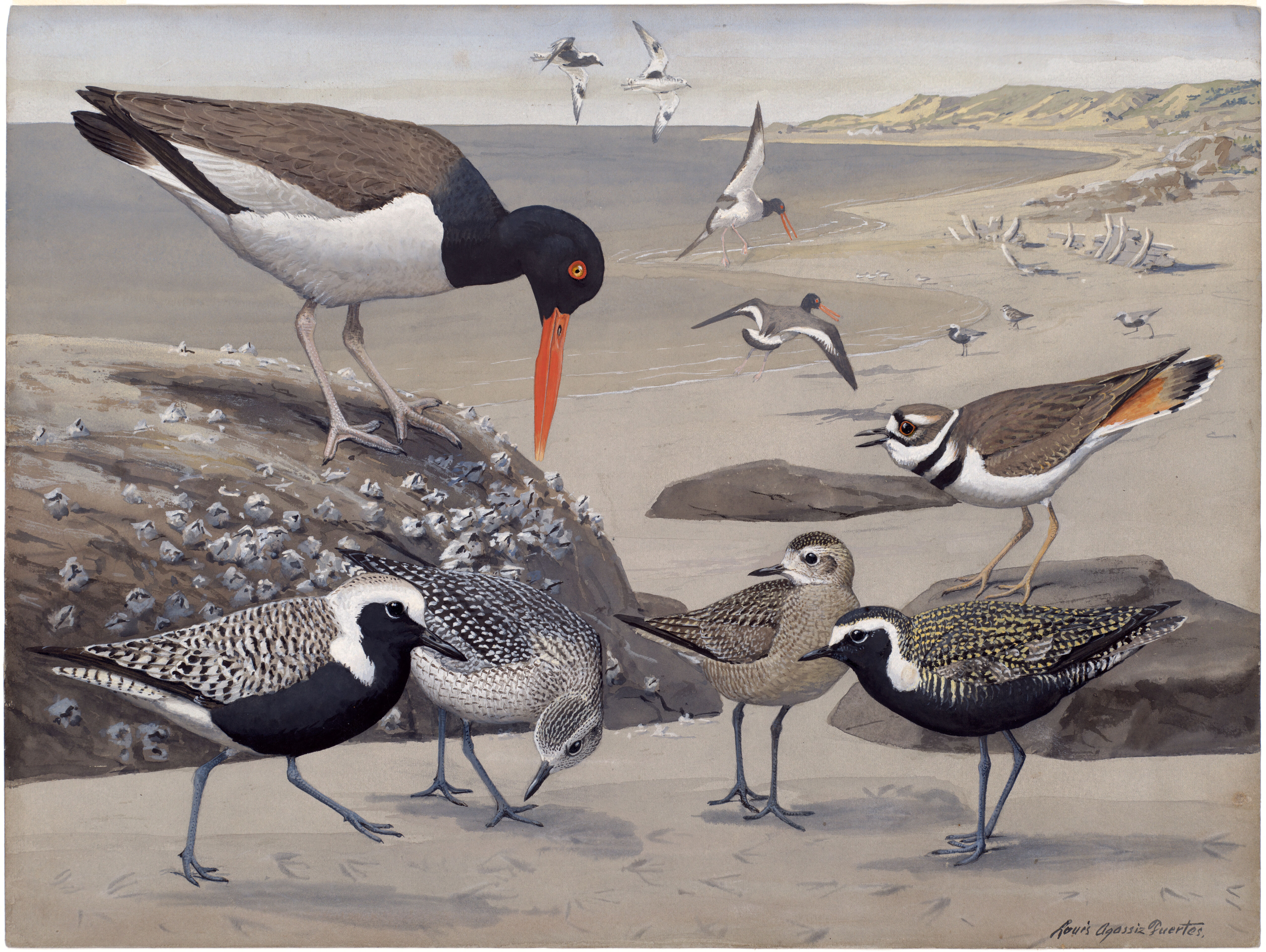 Plate 32: Oystercatcher, Killdeer, American Black-bellied Plover, American Golden Plover