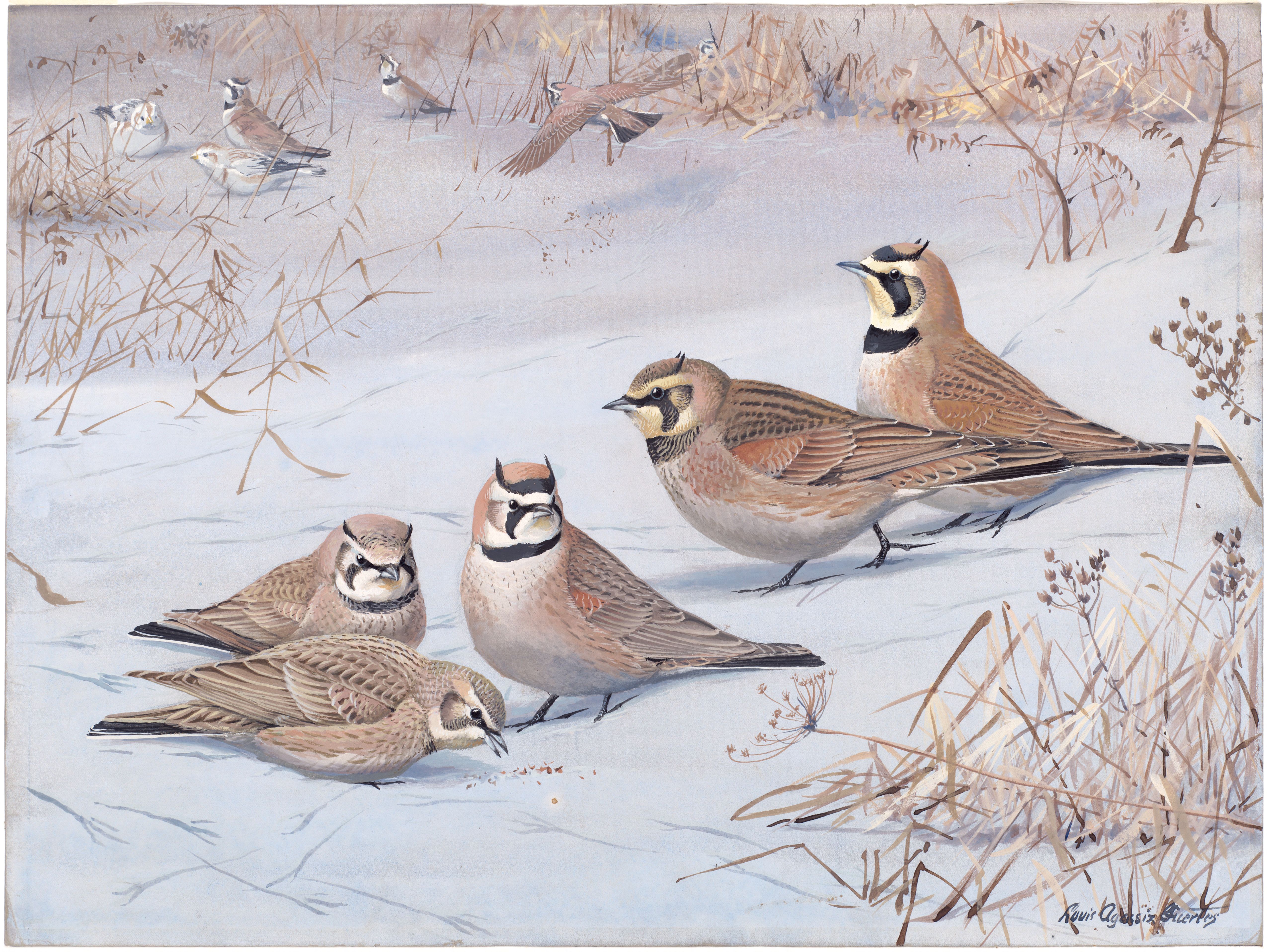 Plate 57: Prairie Horned Lark, Horned Lark