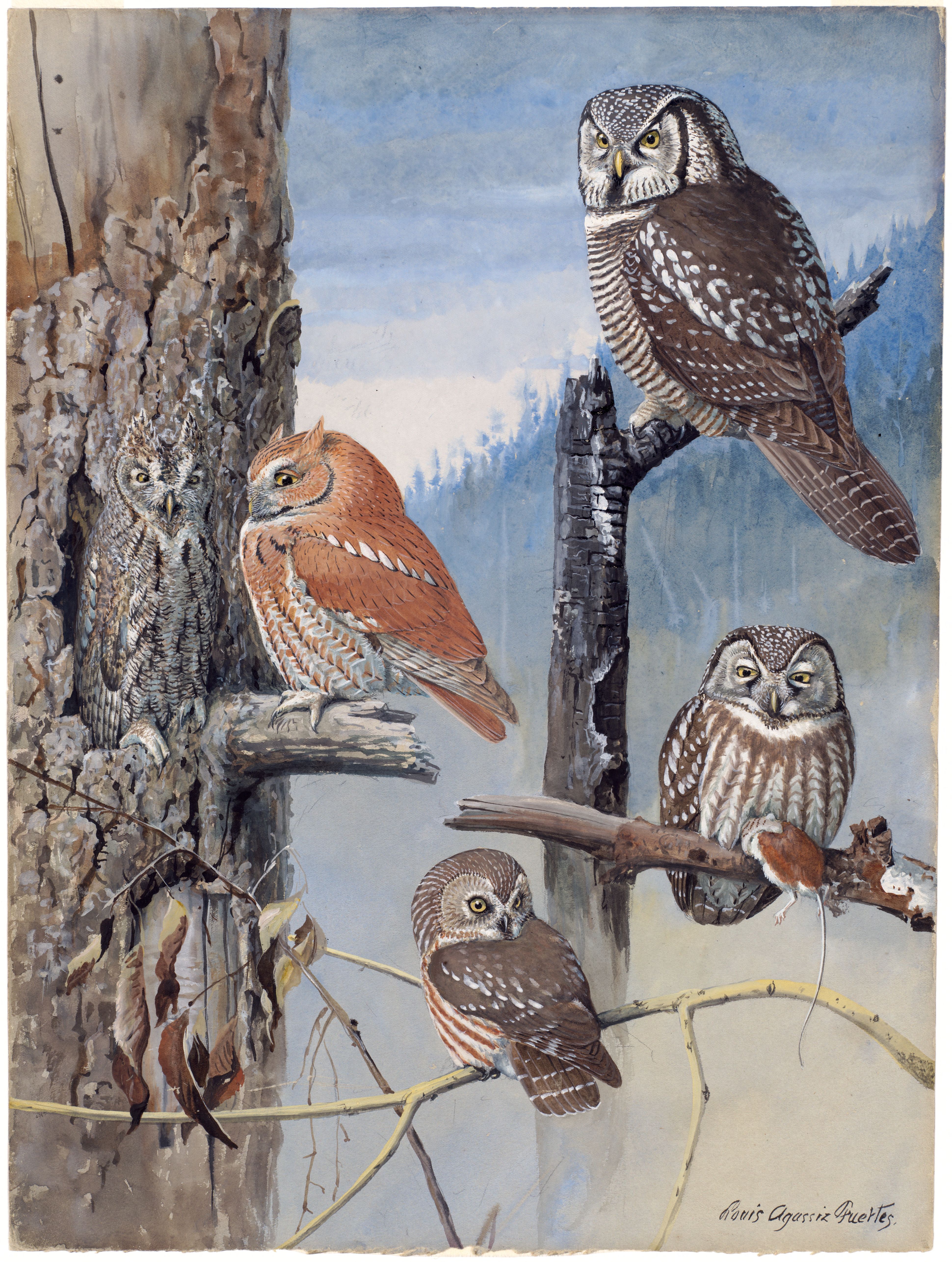 Plate 47: Hawk Owl, Screech Owl, Richardson's Owl, Saw-whet Owl
