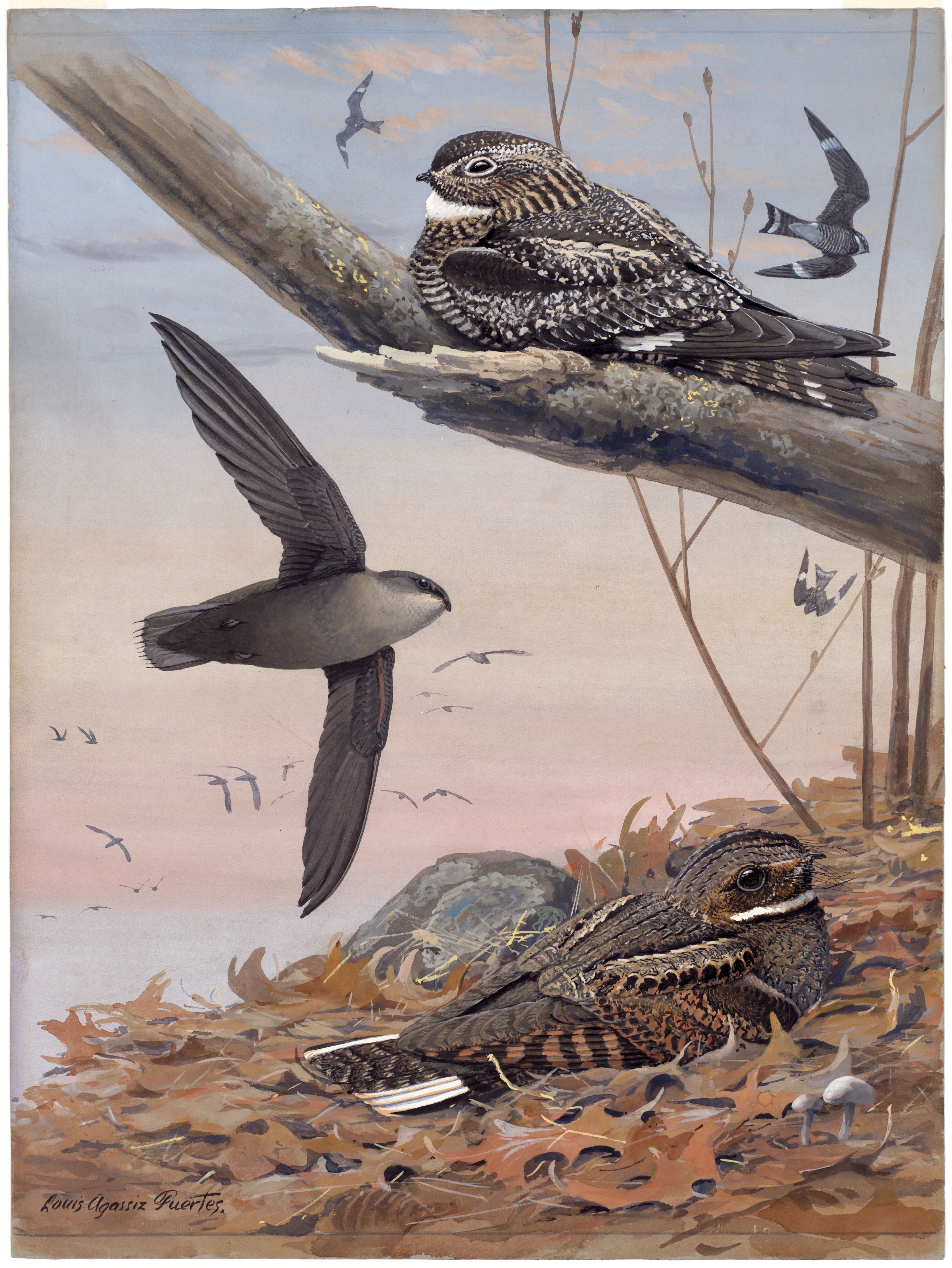 Plate 53: Nighthawk, Chimney Swift, Whip-poor-will