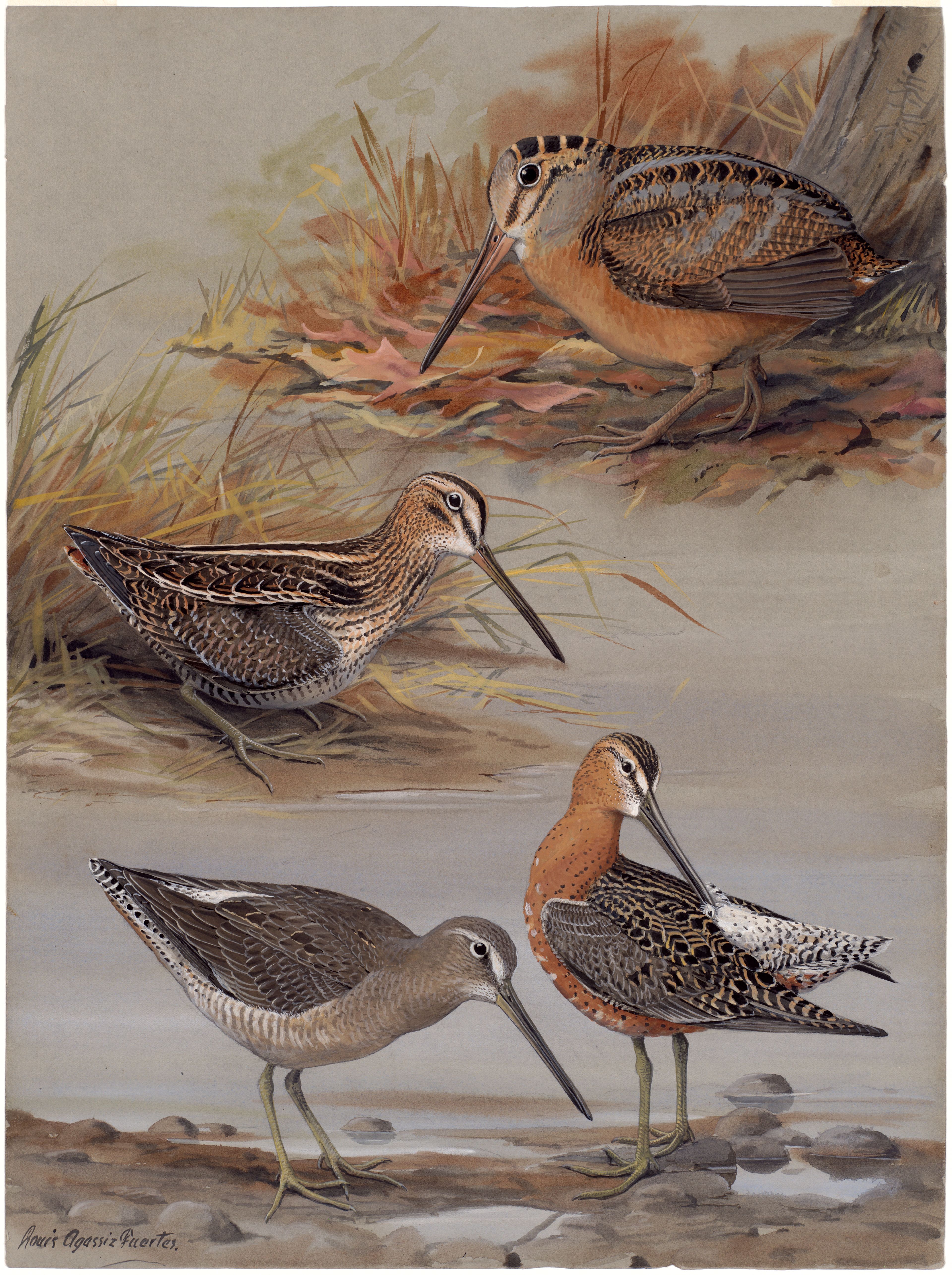 Plate 25: Woodcock, Wilson's Snipe, Dowitcher