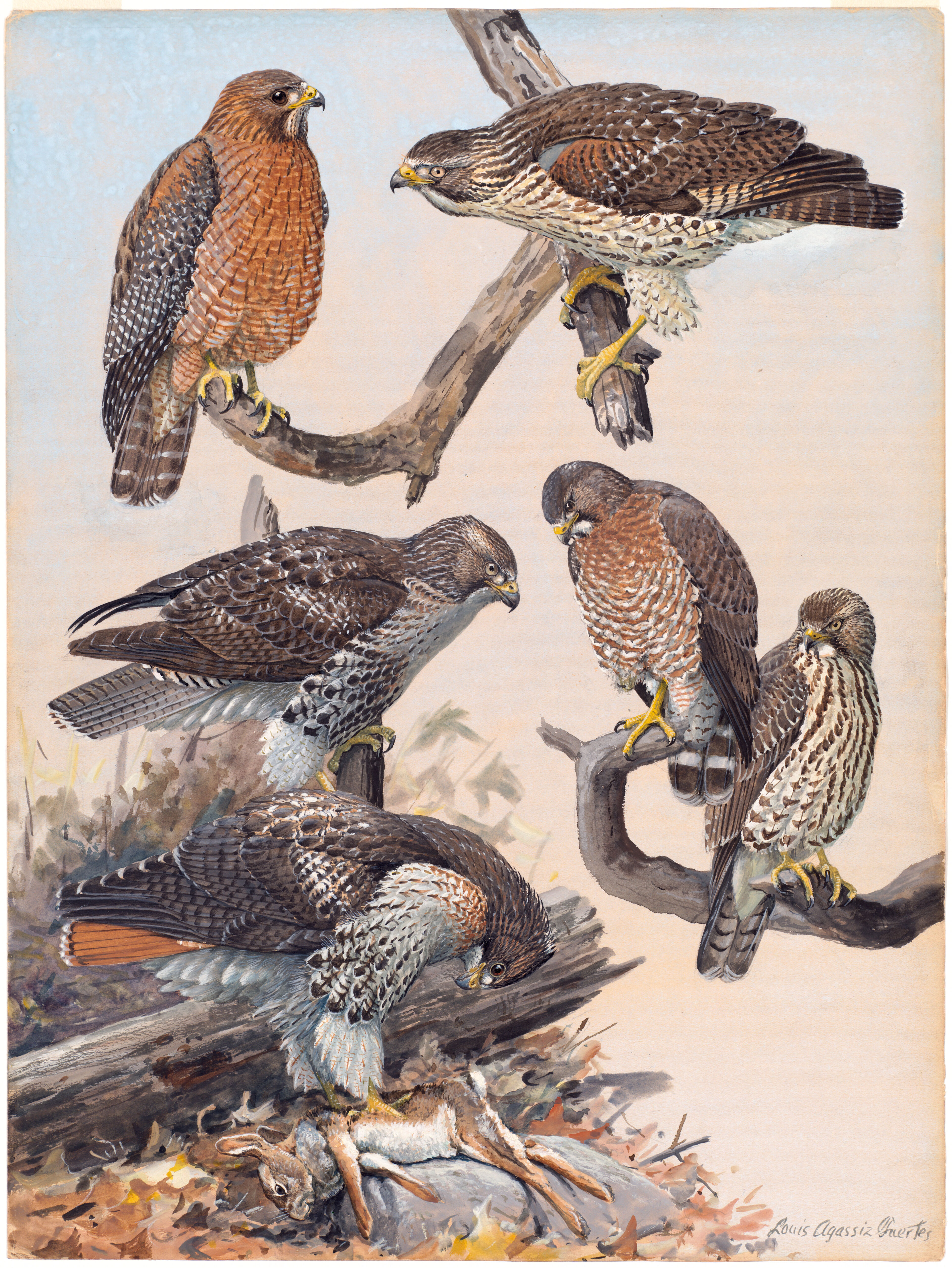 Plate 40: Red-shouldered Hawk, Red-tailed Hawk, Broad-winged Hawk