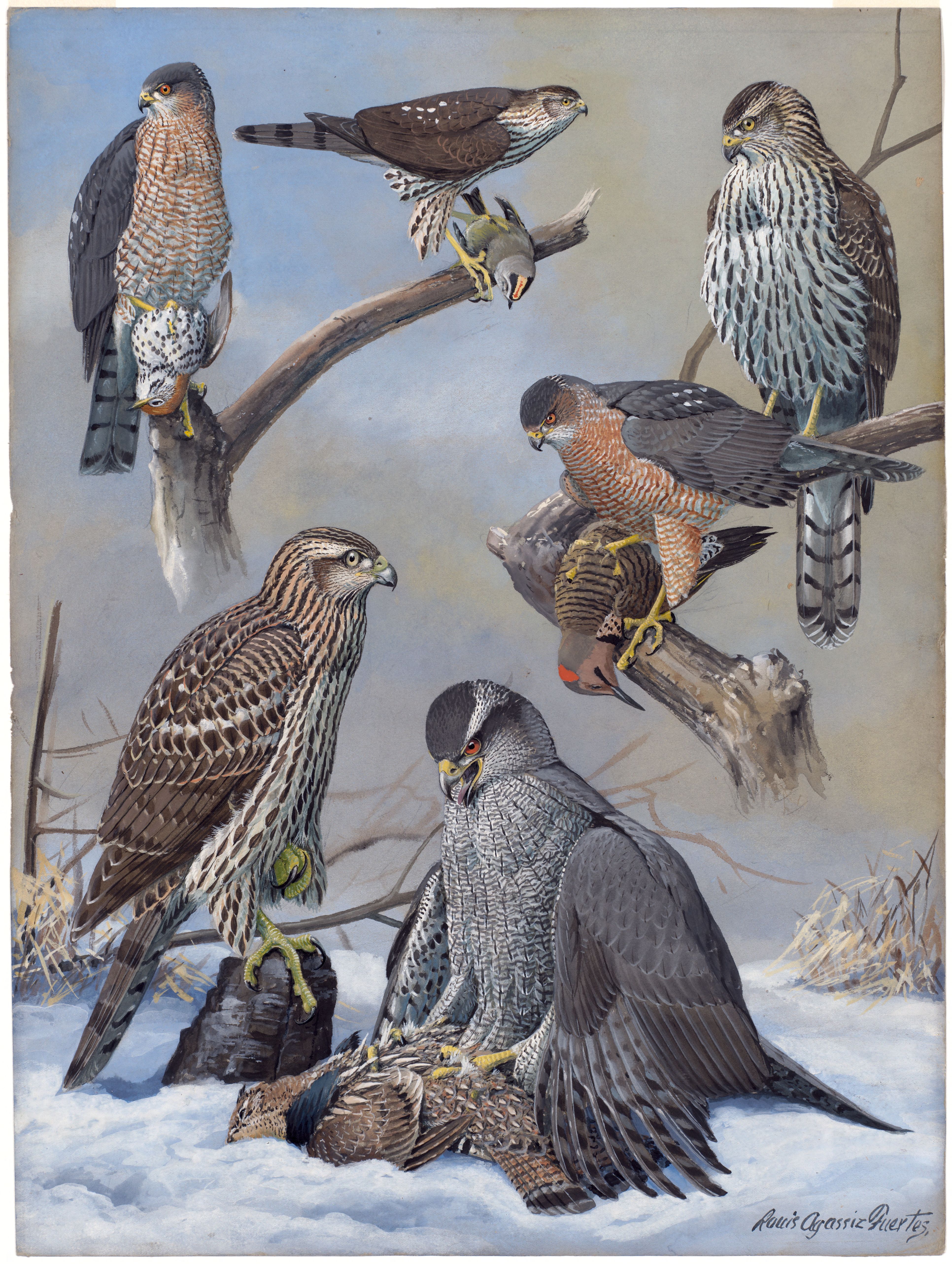 Plate 39: Sharp-shinned Hawk, Cooper's Hawk, Goshawk