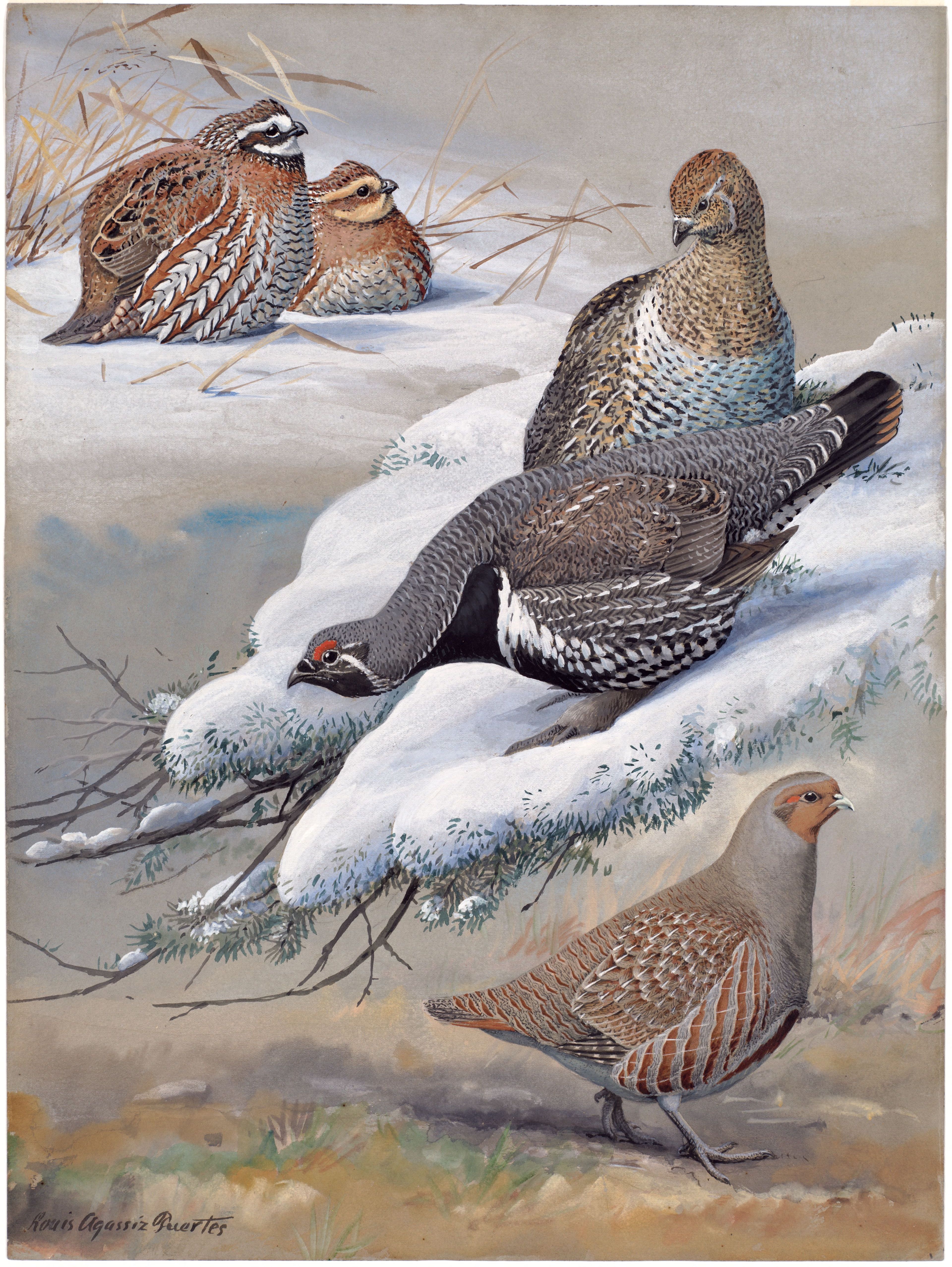 Plate 34: Bob-white, Spruce Partridge, European Partridge