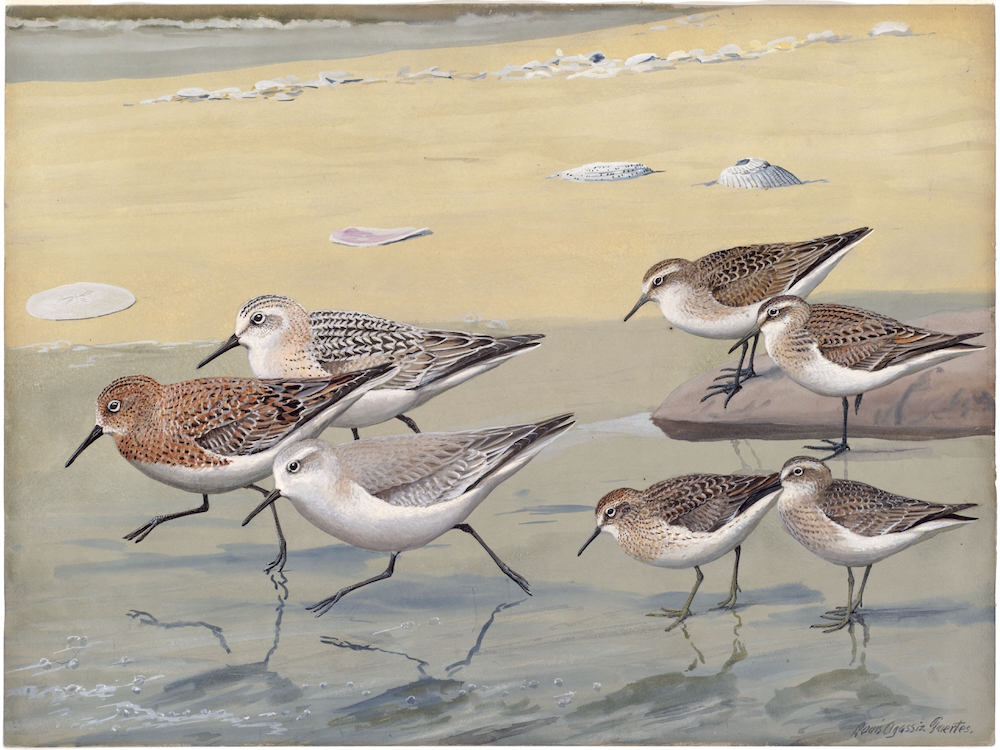 Plate 28: Semipalmated Sandpiper, Sanderling, Least Sandpiper