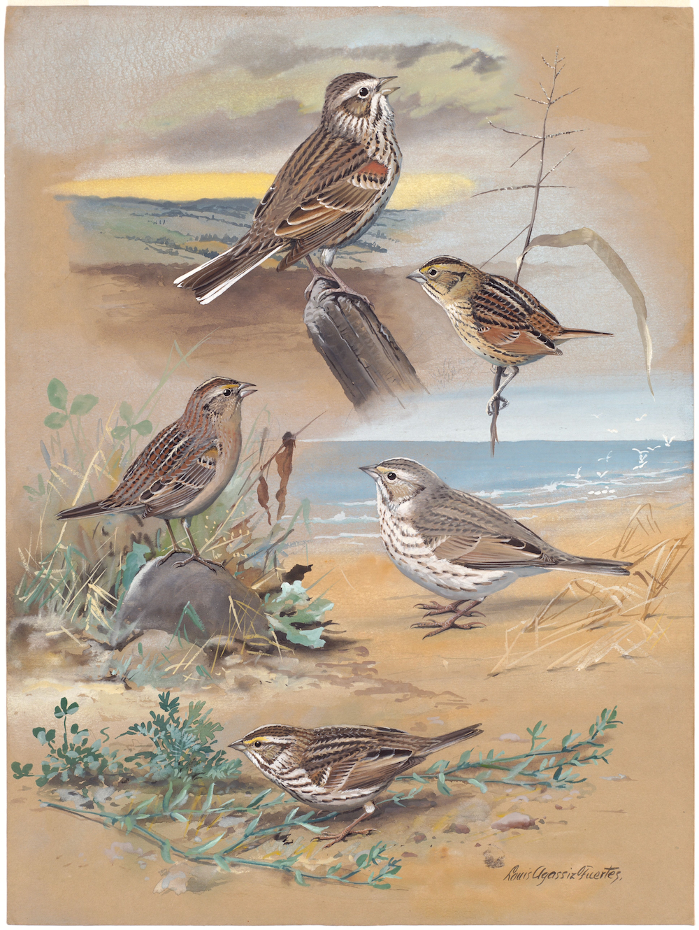 Plate 68: Vesper Sparrow, Henslow's Sparrow, Grasshopper Sparrow, Ispwich Sparrow, Savannah Sparrow