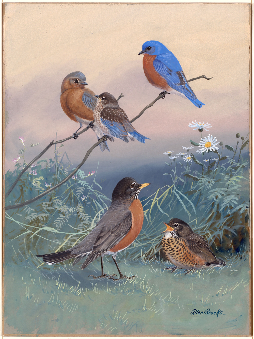 Plate 93: Bluebird, Robin