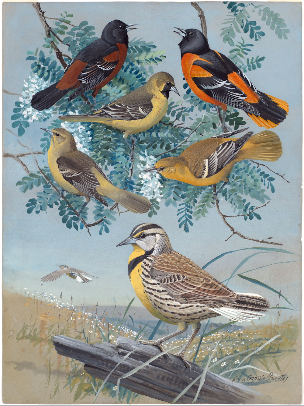 Plate 61: Orchard Oriole, Baltimore Oriole, Meadowlark