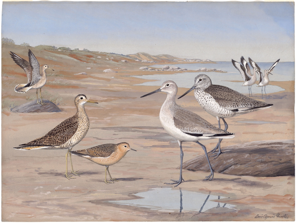 Plate 31: Willet, Upland Plover, Western Willet, Buff-breaster Sandpiper