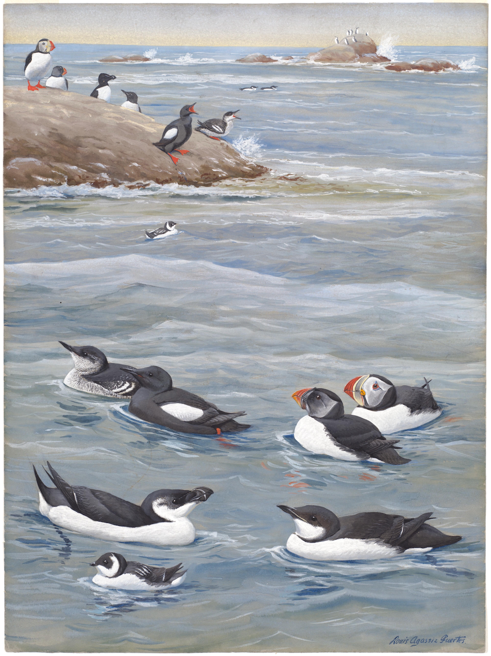 Plate 3: Black Guillemot, Puffin, Razor-billed Auk, Dovekie, Brunnich's Murre