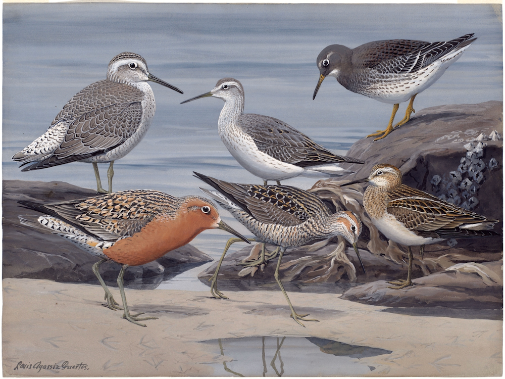 Plate 26: Purple Sandpiper, Knot, Stilt Sandpiper, Pectoral Sandpiper