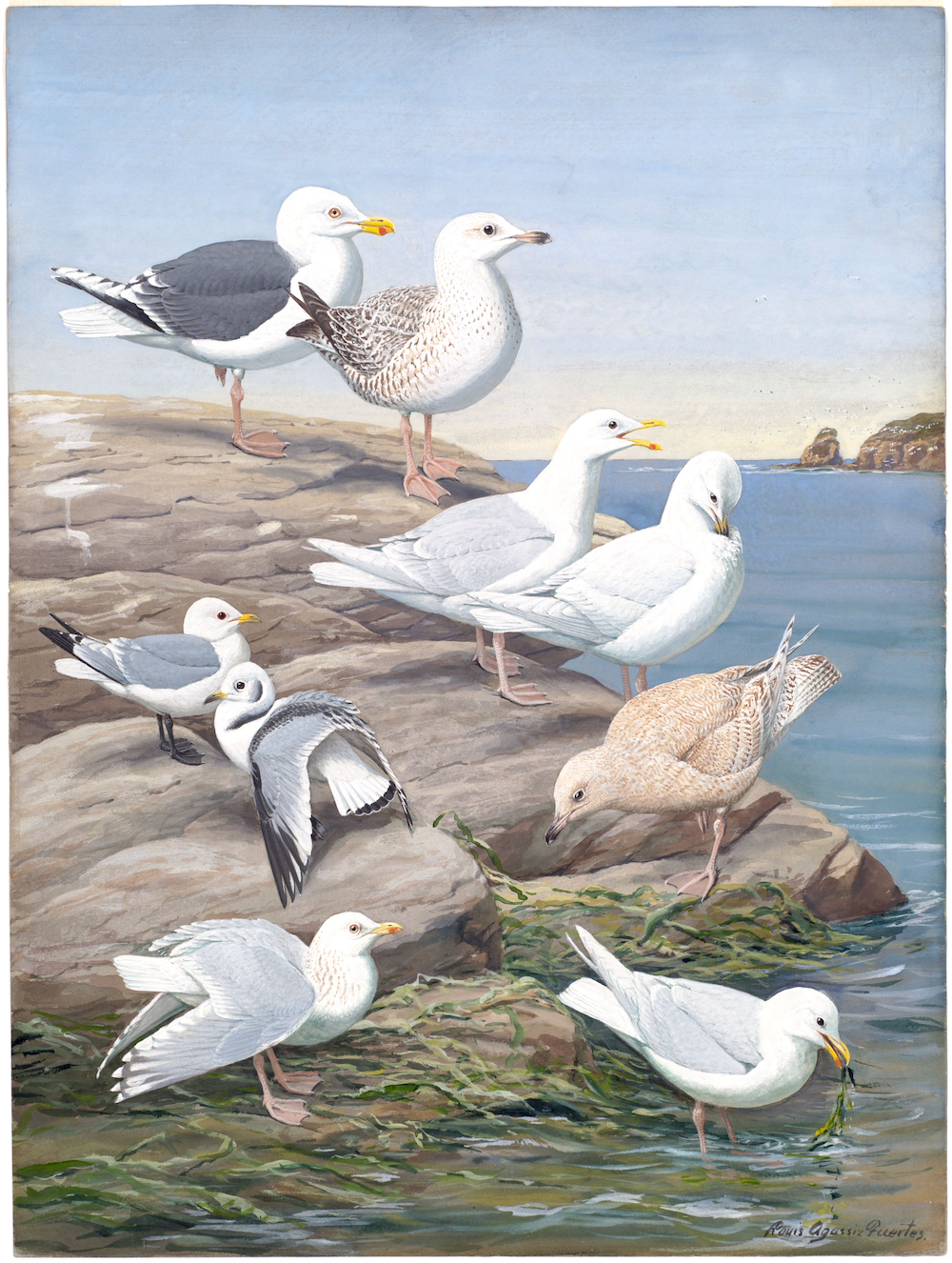 Plate 5: Great Black-backed Gull, Glaucous Gull, Kittiwake, Kumlien's Gull, Iceland Gull