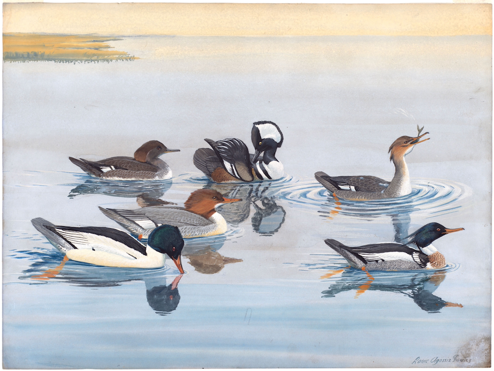 Plate 11: Hooded Merganser, Red-breasted Merganser, Merganser