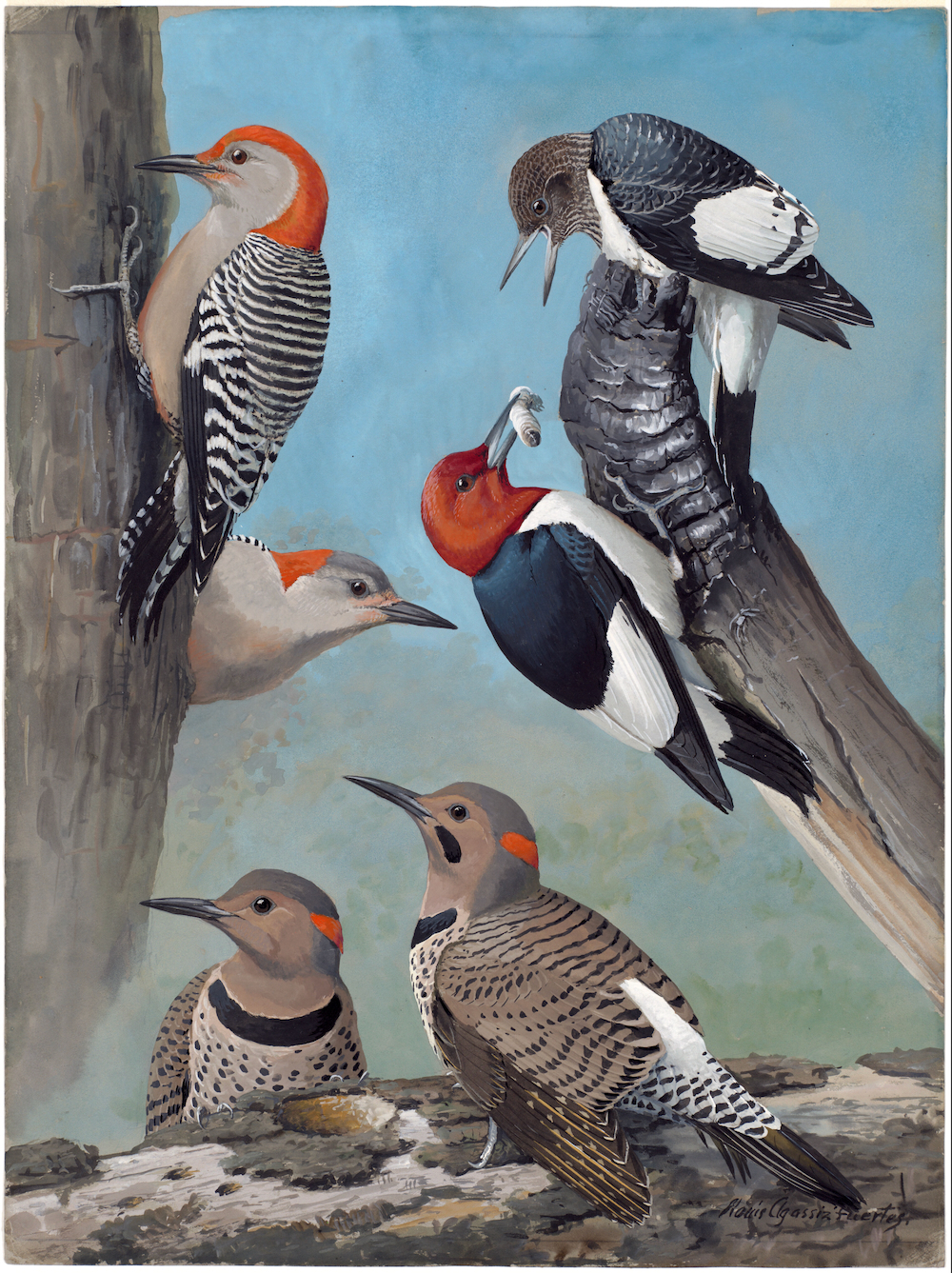Plate 52: Red-bellied Woodpecker, Red-headed Woodpecker, Northern Flicker