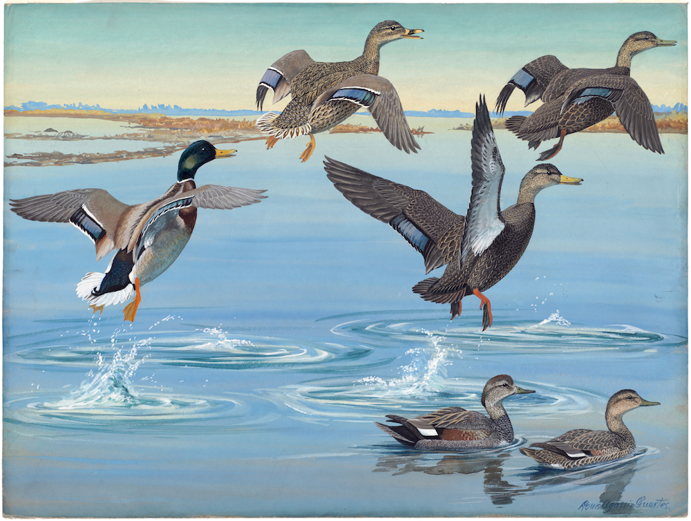 Plate 12: Mallard, Black Duck, Red-legged Black Duck, Gadwall