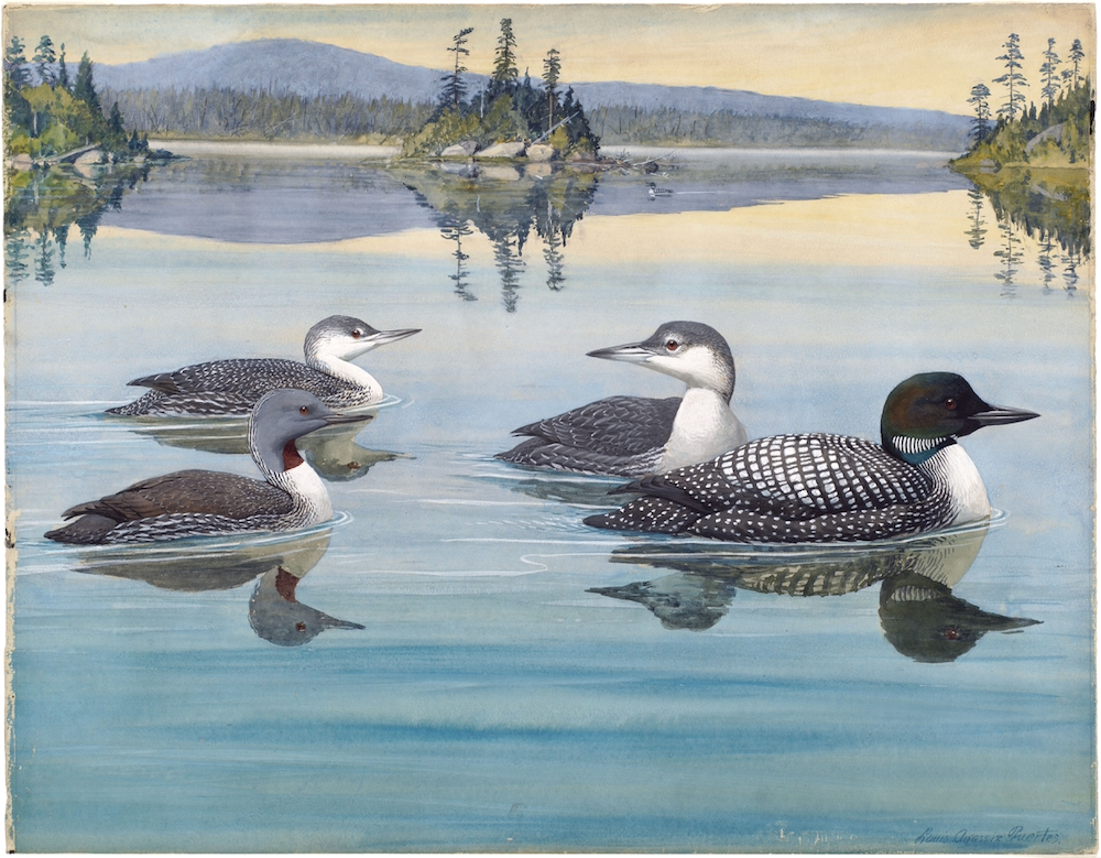 Plate 2: Red-throated Loon, Loon