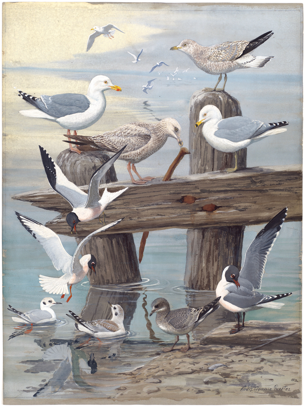 Plate 6: Herring Gull, Ring-billed Gull, Sabine's Gull, Bonaparte's Gull, Laughing Gull