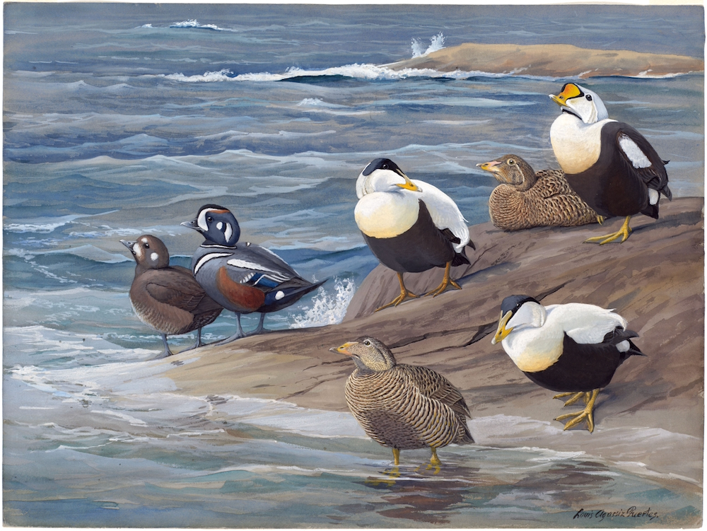 Plate 17: King Eider, Northern Eider, Harlequin Duck, Eider
