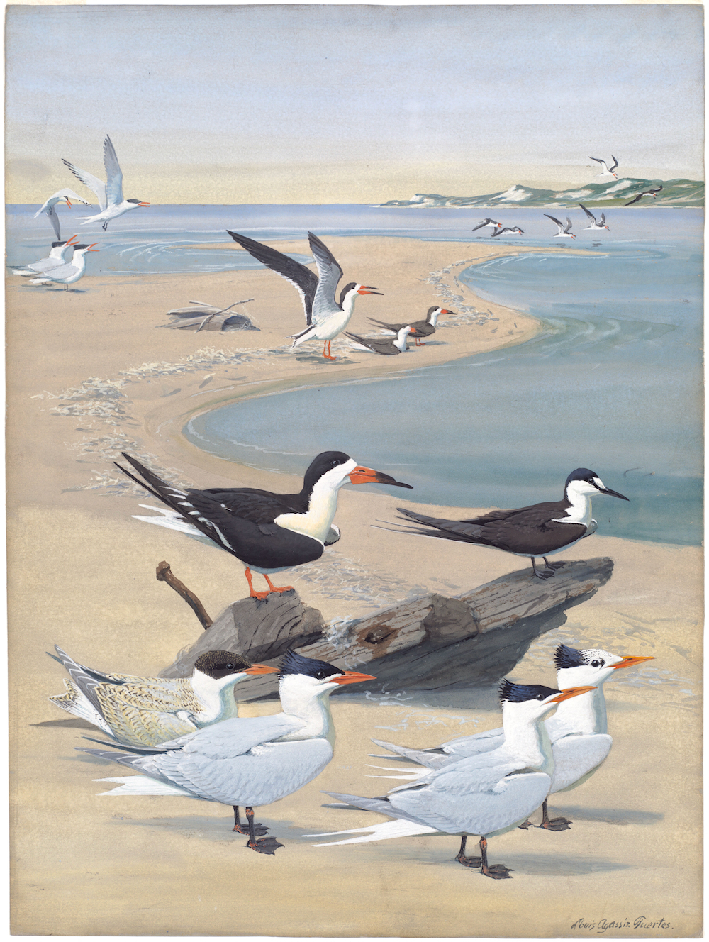 Plate 7: Black Skimmer, Sooty Tern, Caspian Tern, Royal Tern
