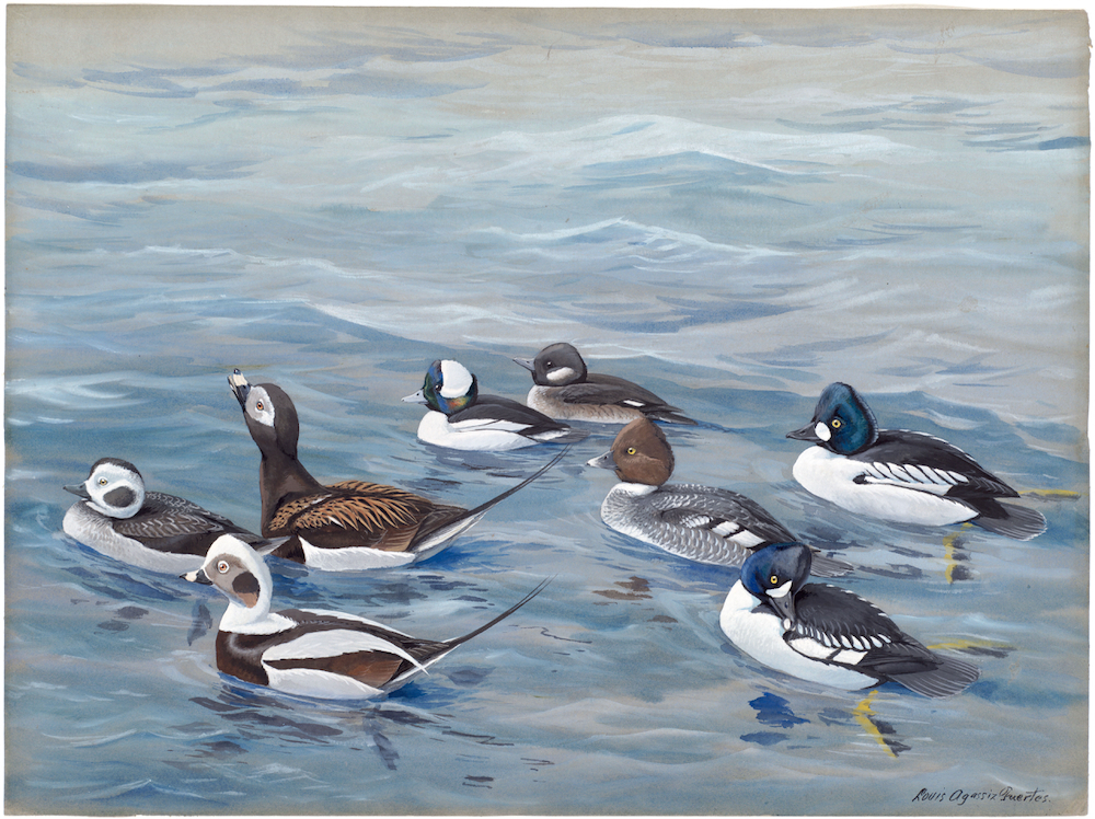 Plate 16: Old-squaw, Buffle-head, Golden-eye, Barrow's Golden Eye