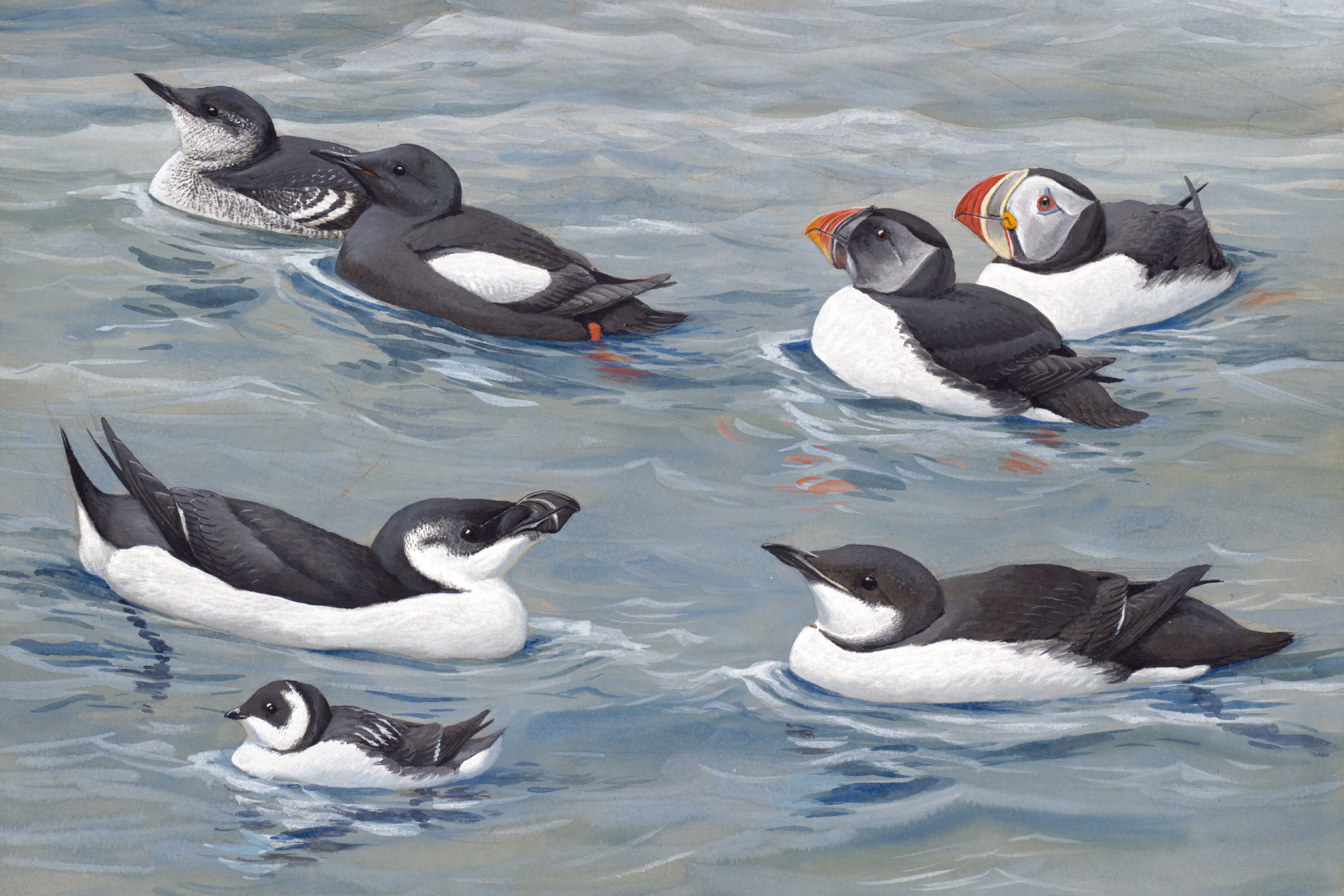 Plate 3: Black Guillemot, Puffin, Razor-billed Auk, Dovekie, Brunnich's Murre