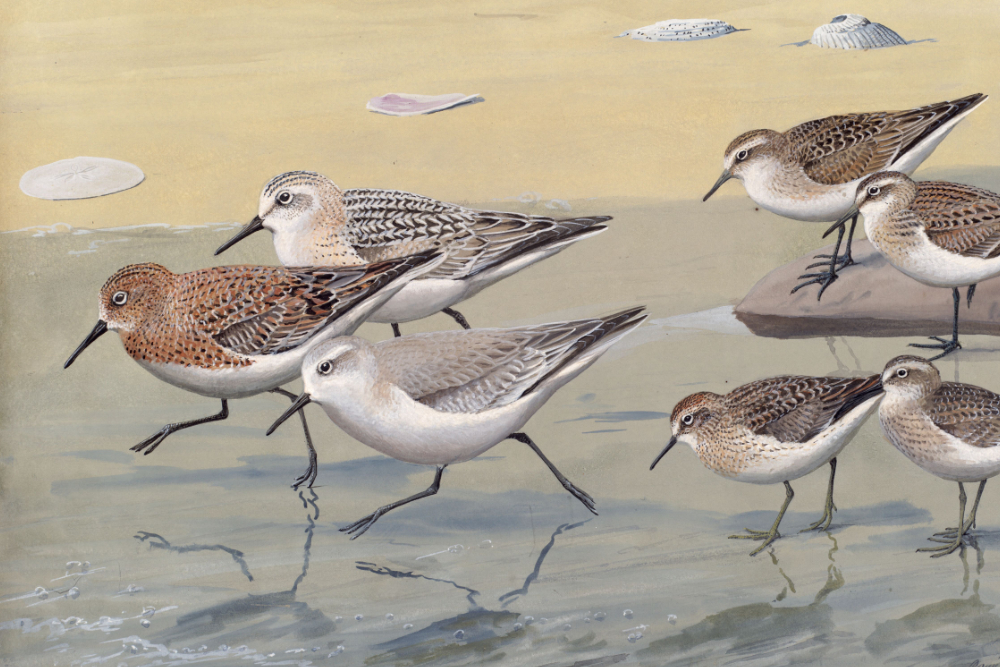 Plate 28: Semipalmated Sandpiper, Sanderling, Least Sandpiper
