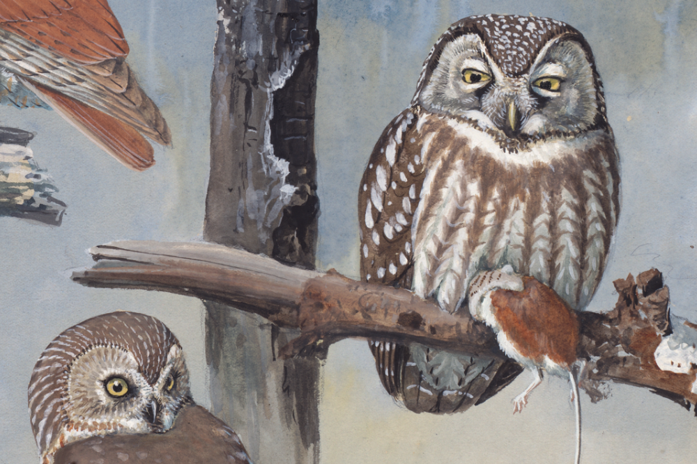 Plate 47: Hawk Owl, Schreech Owl, Richardson's Owl, Saw-whet Owl