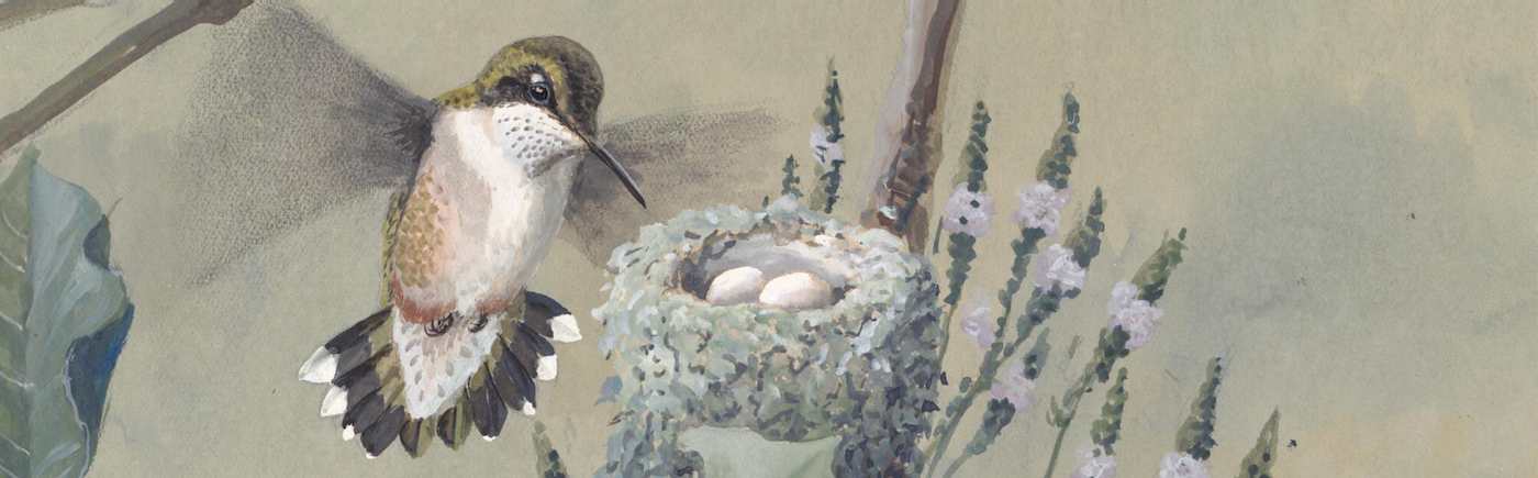 Plate 57: Prairie Horned Lark, Horned Lark