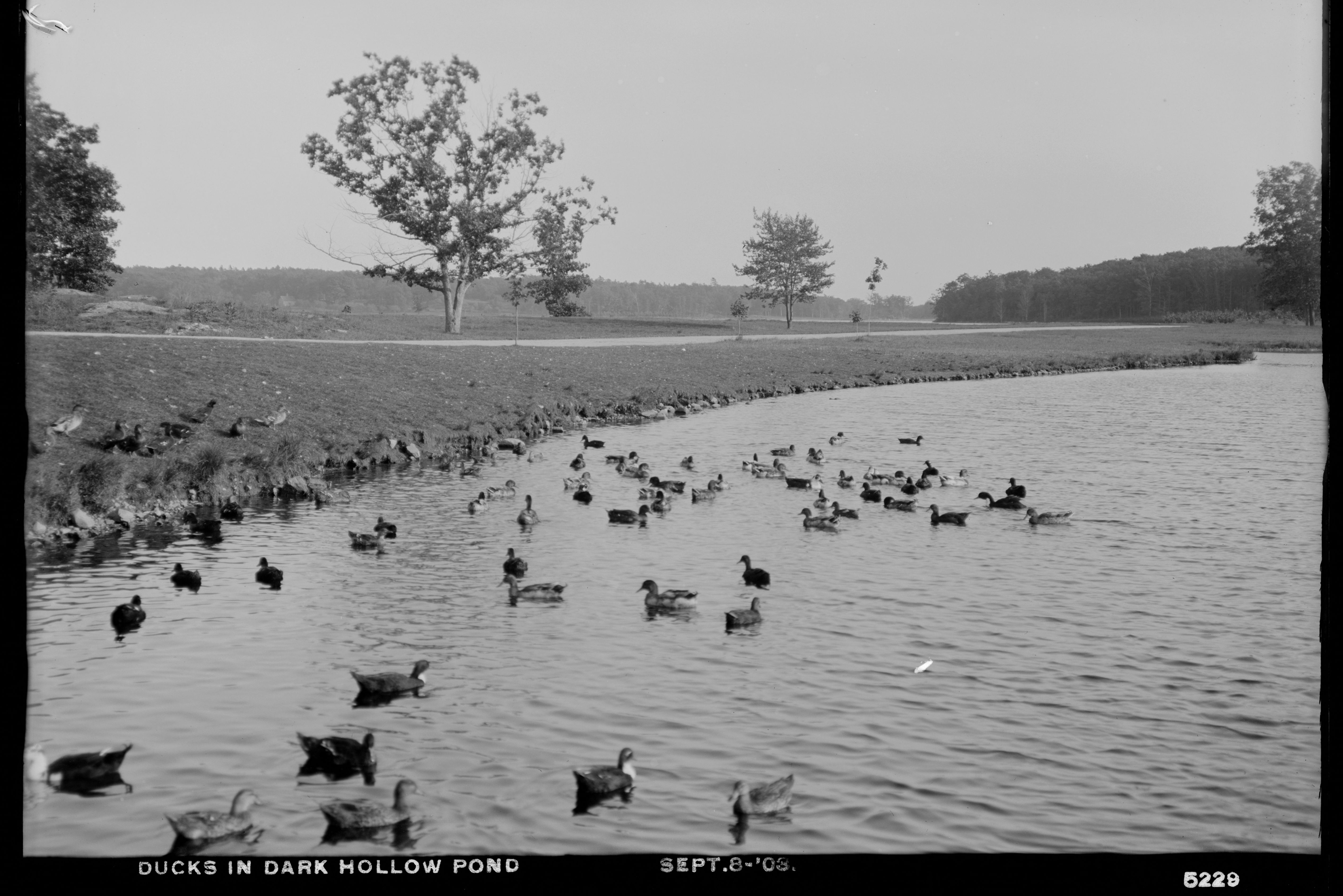 Distribution Department, Low Service Spot Pond Reservoir, Ducks in Dark Hollow Pond, Stoneham, Mass., Sep. 8, 1903