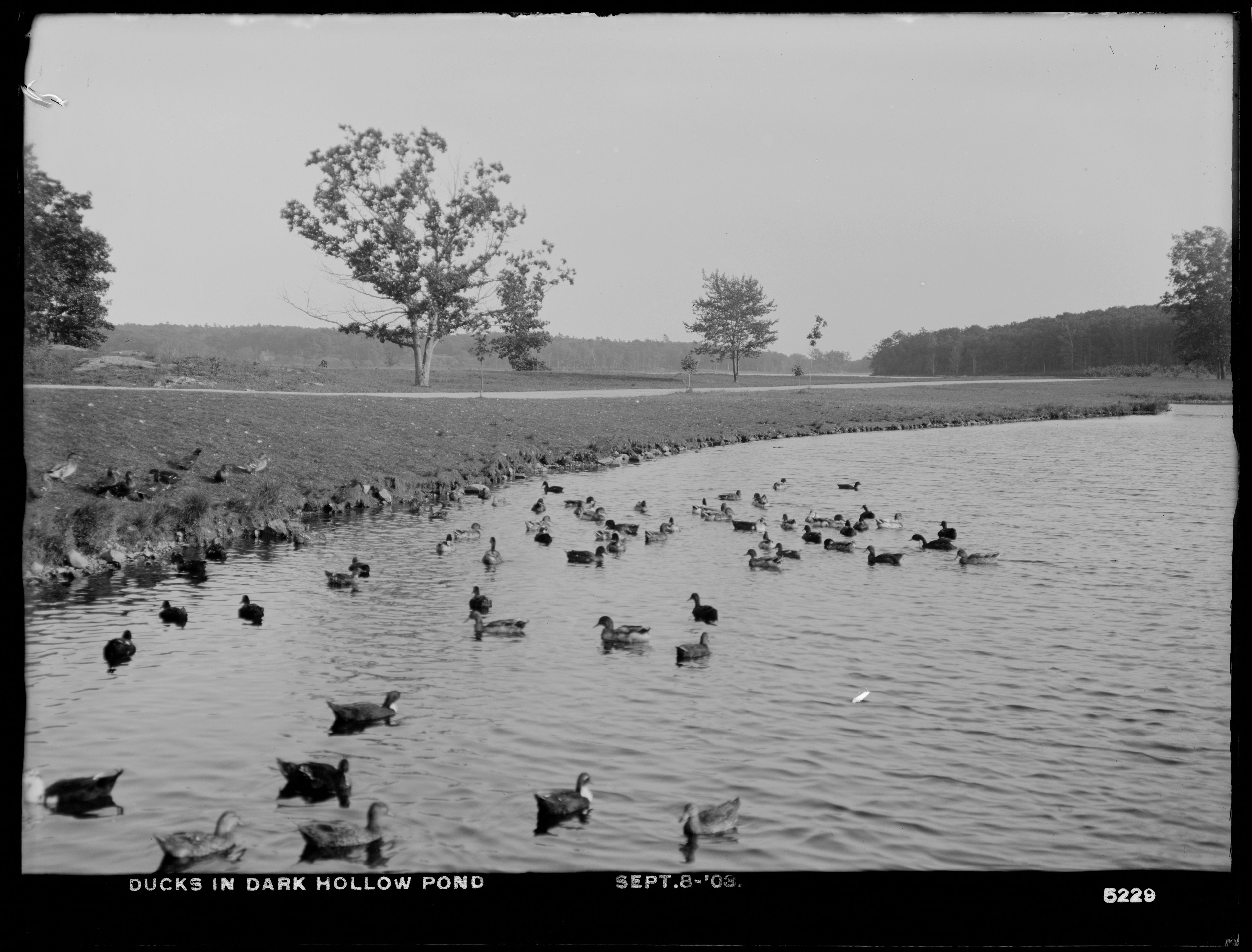 Distribution Department, Low Service Spot Pond Reservoir, Ducks in Dark Hollow Pond, Stoneham, Mass., Sep. 8, 1903
